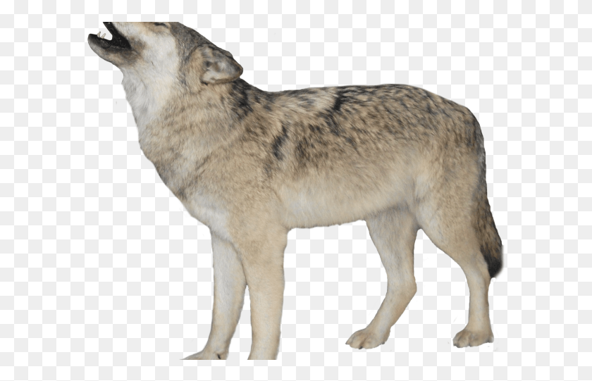 594x481 Gray Wolf Clipart Wolf Howl Transparent Background Wolf Transparent, Mammal, Animal, Coyote HD PNG Download