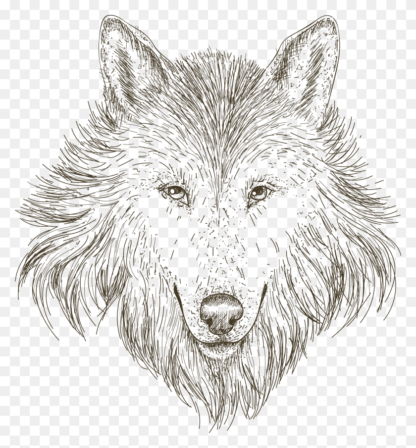1650x1788 Gray Wolf Drawing Wolf Head Drawing, Dog, Pet, Canine HD PNG Download