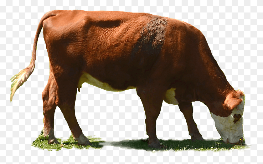 2495x1490 Grazing Cow Grazing Cows, Cattle, Mammal, Animal HD PNG Download
