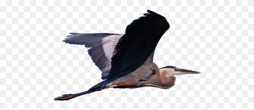 490x304 Great Blue Heron Clipart Flying Great Blue Heron, Bird, Animal, Kite Bird HD PNG Download
