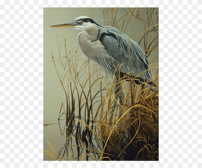 481x641 Great Blue Heron Robert Bateman Artist Birds, Bird, Animal, Waterfowl HD PNG Download