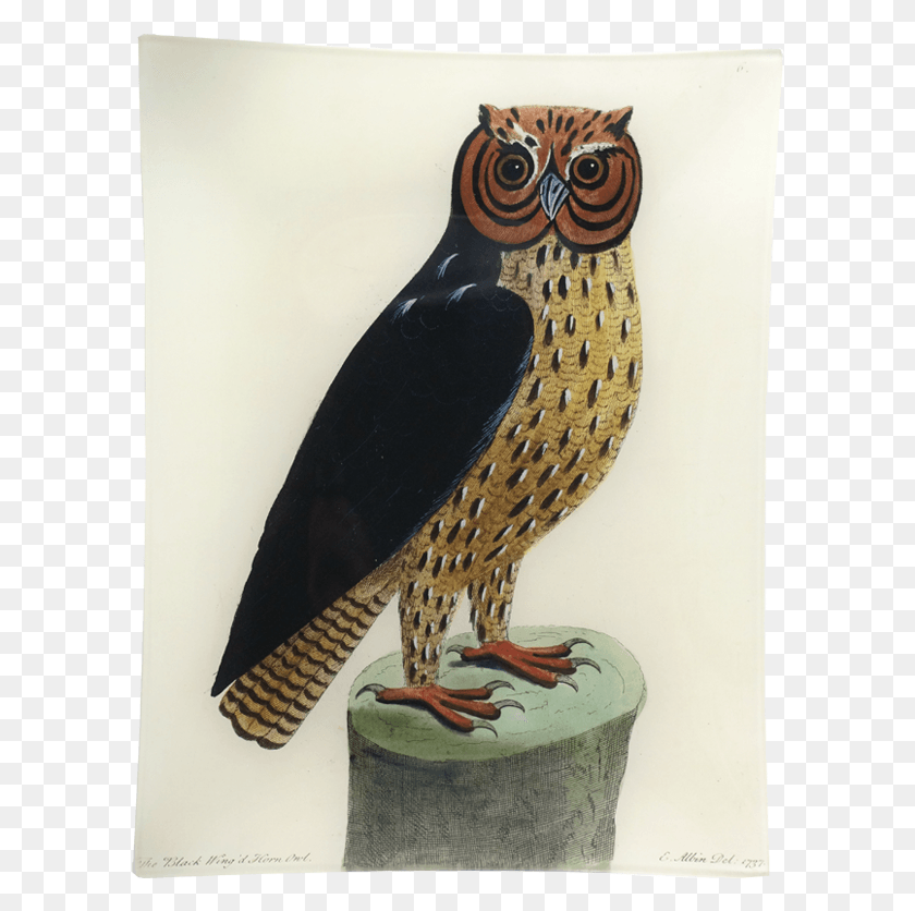 600x776 Great Horned Owl, Buzzard, Hawk, Bird HD PNG Download