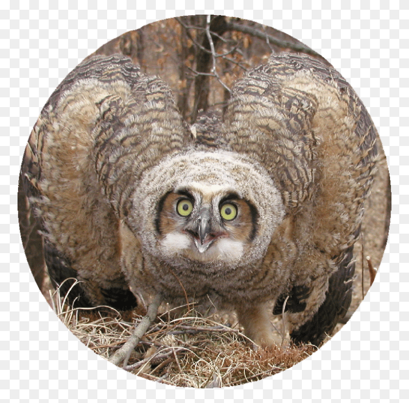 768x768 Great Horned Owl Mr, Bird, Animal, Snake HD PNG Download