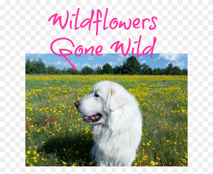 641x626 Great Pyrenees, Dog, Pet, Canine HD PNG Download