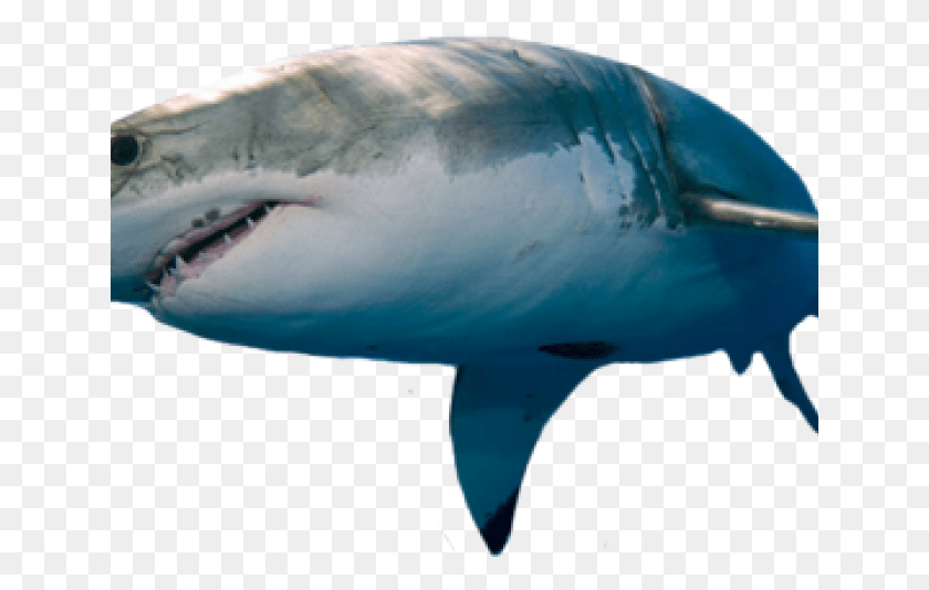 641x474 Great White Shark, Sea Life, Fish, Animal HD PNG Download