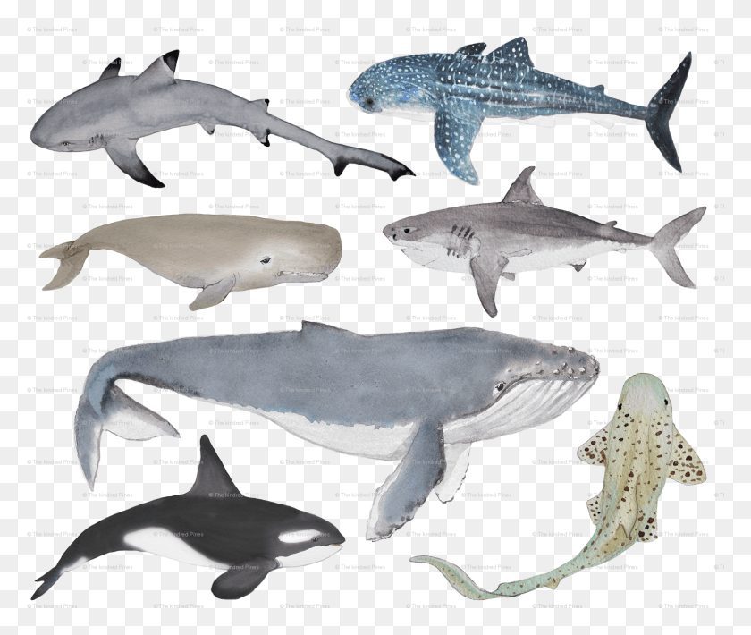 1546x1290 Большая Белая Акула, Животное, Морская Жизнь, Рыба Hd Png Скачать