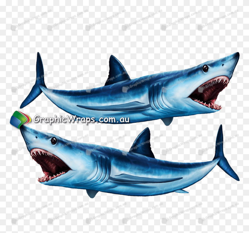 846x788 Gran Tiburón Blanco, Gran Tiburón Blanco, La Vida Marina, Peces, Animal Hd Png