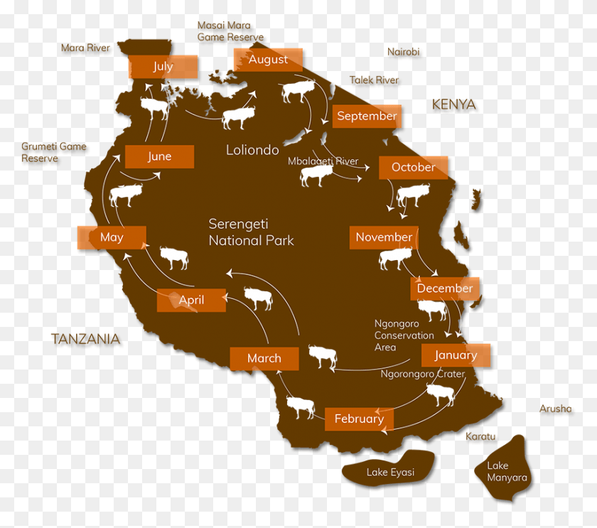 851x746 Great Wildebeest Migration Map Wildebeest Migration Route Map, Diagram, Vegetation, Plant HD PNG Download