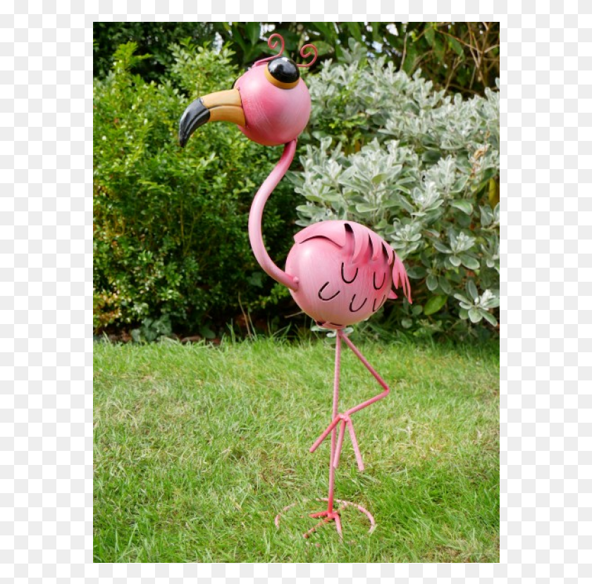 578x769 Greater Flamingo, Grass, Plant, Vegetation HD PNG Download