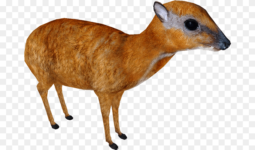 682x495 Greater Mouse Deer Greater Mouse Deer, Animal, Mammal, Wildlife, Bird PNG