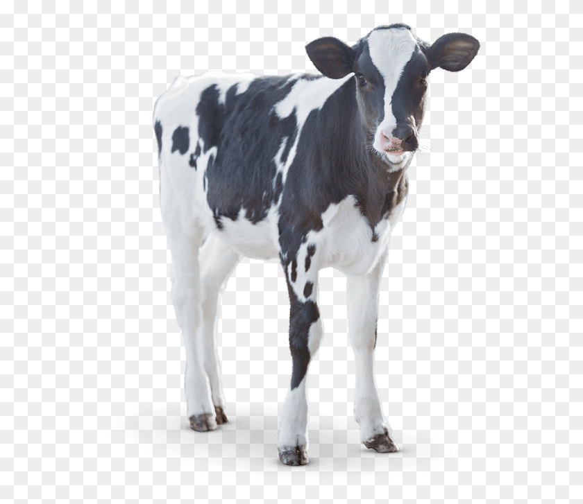 548x667 Greatness Doesn39T Just Happen Dairy Calf, Cow, Cattle, Mammal Descargar Hd Png