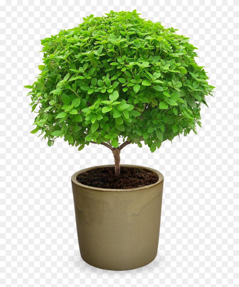 678x950 Greco Bonsai39 Grafted Ocimum Minimum, Potted Plant, Plant, Vase HD PNG Download