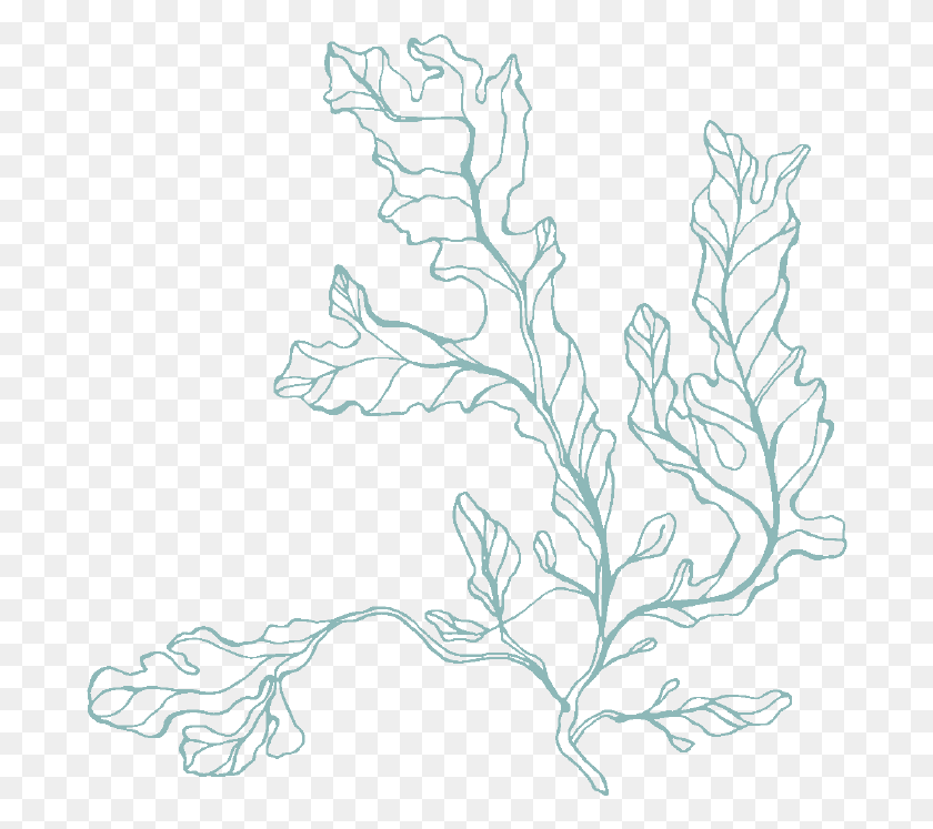 686x687 Green Algae Drawing Sketch, Nature, Outdoors, Plant HD PNG Download