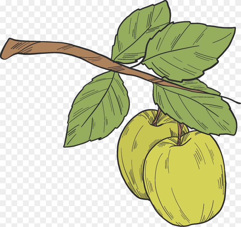 1920x1812 Green Apples On A Branch Clipart, Food, Fruit, Leaf, Plant Sticker PNG