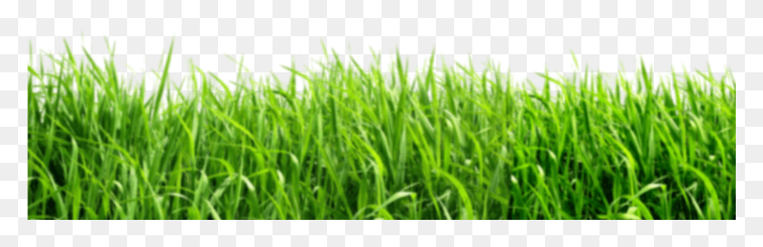 1601x438 Зеленый Фон, Трава, Растение, Газон Hd Png Скачать