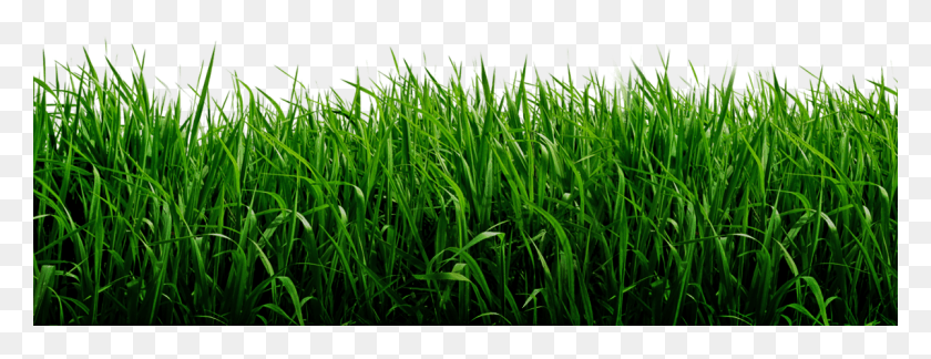 1200x407 Green Background, Grass, Plant, Vegetation HD PNG Download