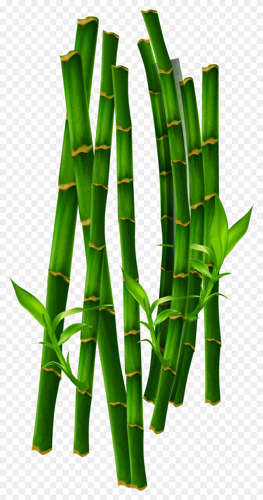1301x2564 Hierba De Bambú Verde Png / Planta Hd Png