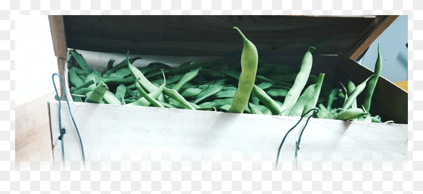 1000x418 Green Bean, Plant, Vegetable, Food HD PNG Download