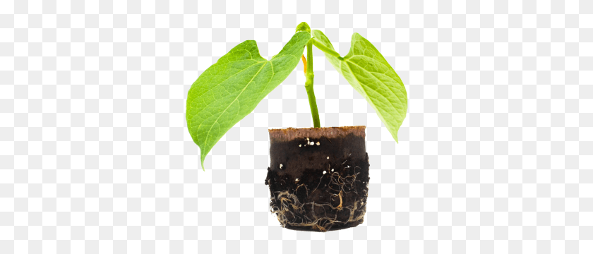 317x300 Зеленая Фасоль Вазон, Растение, Лист, Дерево Hd Png Скачать