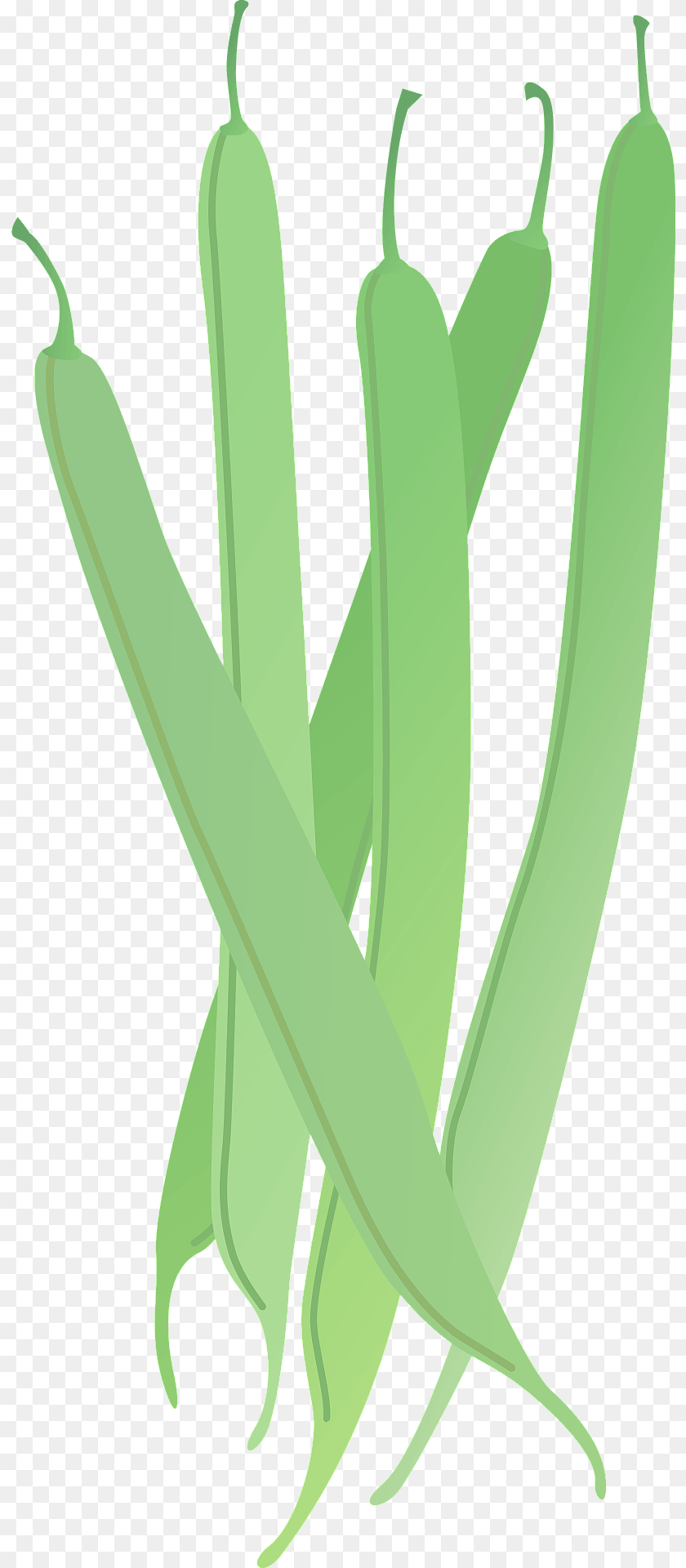 Green Beans Bean, Food, Plant, Produce Clipart PNG