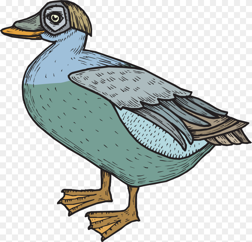 Green Blue Bird Duck Wings Image, Animal, Anseriformes, Waterfowl, Teal PNG
