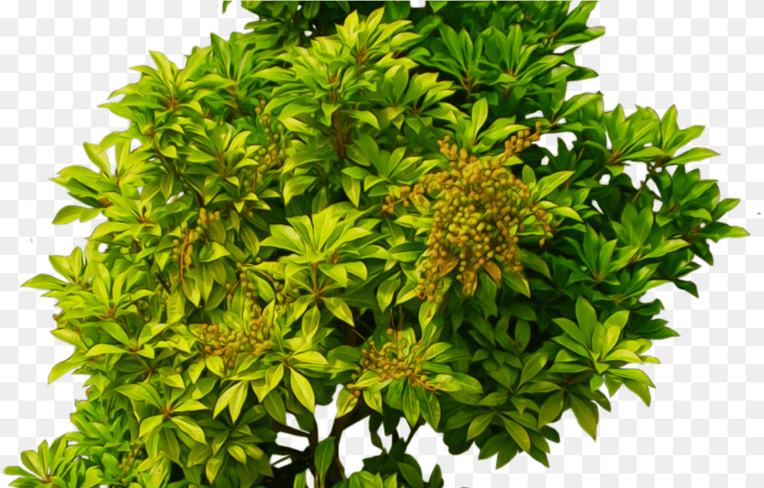 1341x856 Green Bush Bush Top View, Herbs, Leaf, Plant, Tree Sticker PNG