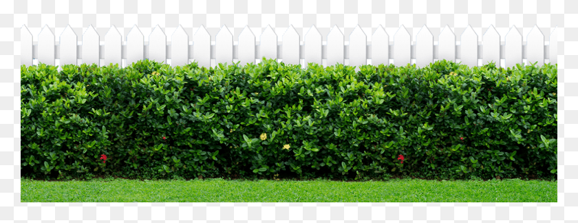 972x329 Green Bush In Front Of A Fence Kennedy Space Center, Hedge, Plant, Picket HD PNG Download