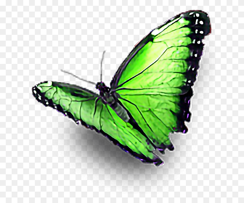 646x639 Green Butterfly Ftestickers Lycaenid, Insect, Invertebrate, Animal HD PNG Download