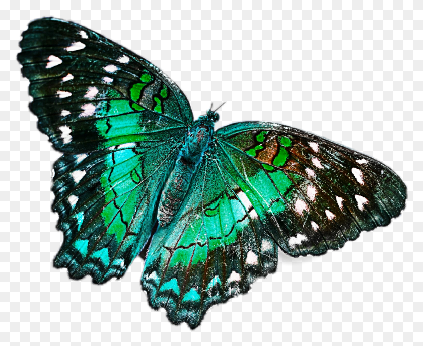 1024x824 Green Butterfly Net Winged Insects, Insect, Invertebrate, Animal HD PNG Download