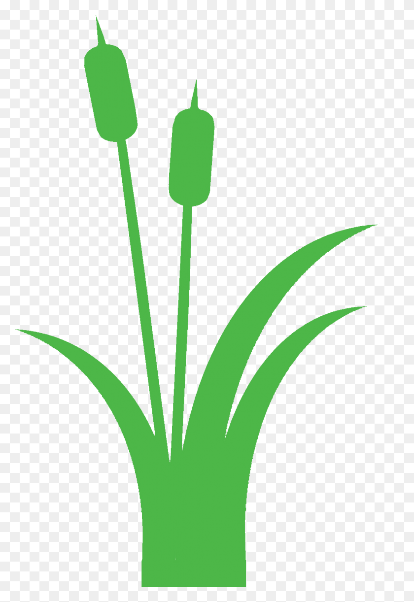 1049x1563 Png Зеленое Растение, Трава, Цветок Png