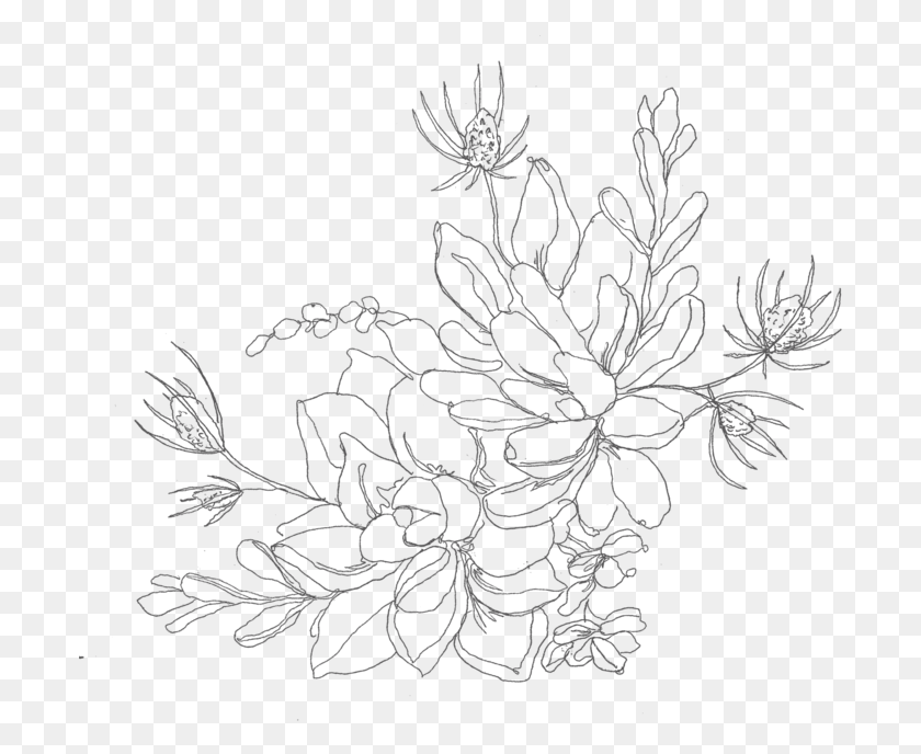 697x628 Descargar Png Dibujo Verde Crisantemo Ilustración Suculenta Arte Lineal, Gráficos, Diseño Floral Hd Png