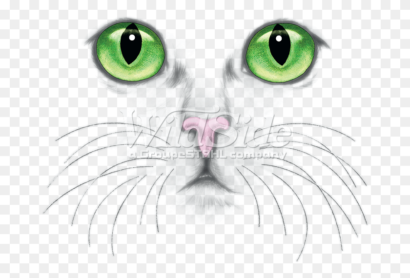 674x510 Green Eyed Cat Face Glaza Kota, Animal, Bird, Mammal HD PNG Download