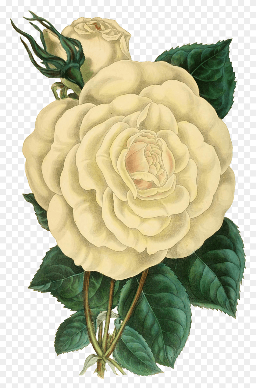789x1230 Зеленый Цветок, Растение, Роза, Цветение Hd Png Скачать