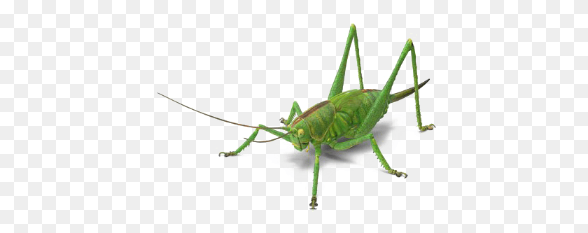 417x273 Green Grasshopper Image Free Grasshopper, Insect, Invertebrate, Animal HD PNG Download