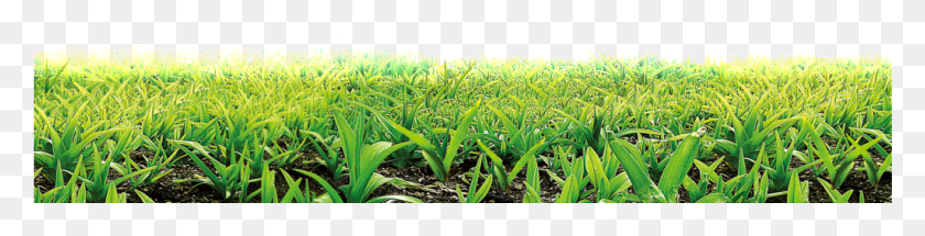 1025x204 Зеленые Луга Psd, Трава, Растение, Растительность Hd Png Скачать