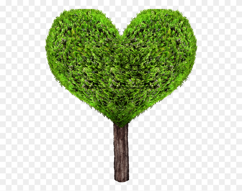 532x601 Green Heart Tree Heart Green Tree, Leaf, Plant, Moss HD PNG Download
