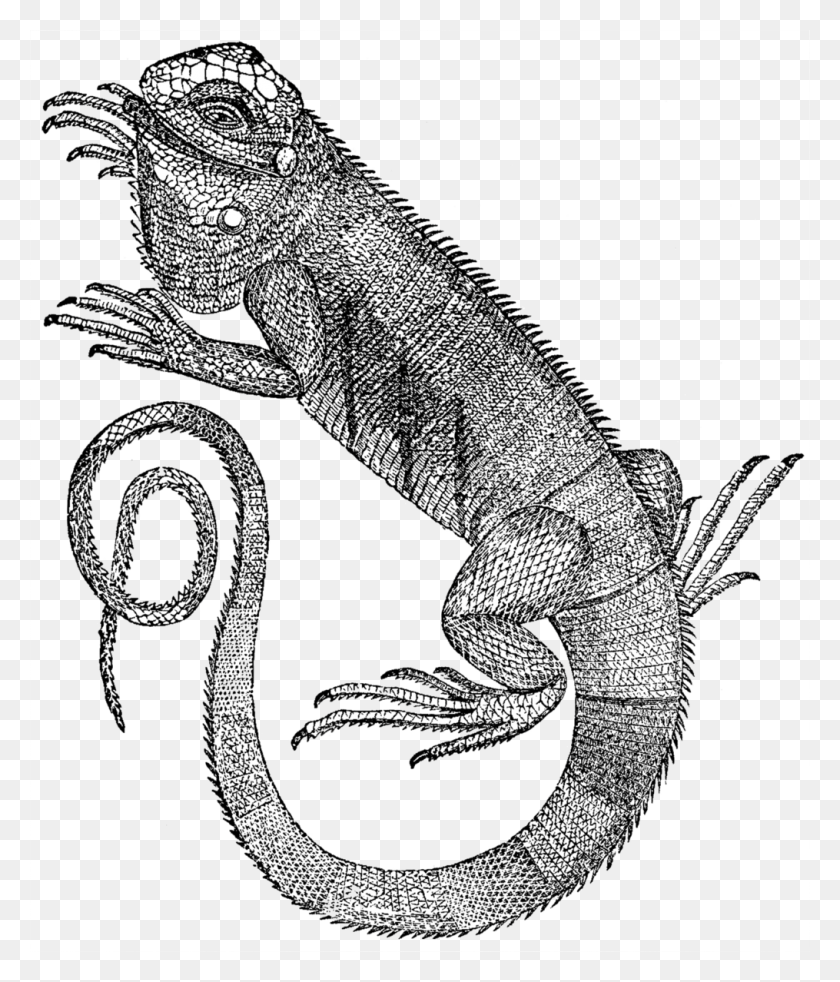 1015x1200 Descargar Png Iguana Verde, Iguana Común, Ilustración Vintage, Serpiente, Reptil, Animal Hd Png