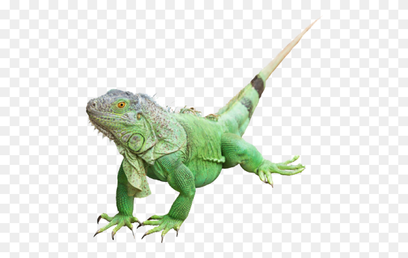 492x472 Green Iguana Clipart Transparent Background Iguano Verde, Lizard, Reptile, Animal HD PNG Download