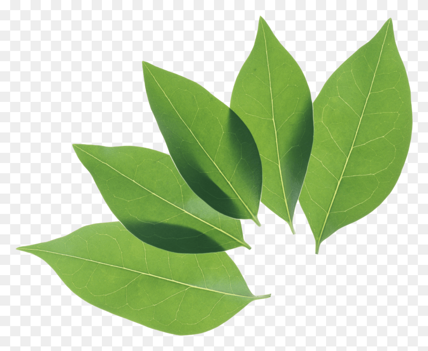 2291x1850 Green Leaf, Leaf, Plant, Green HD PNG Download