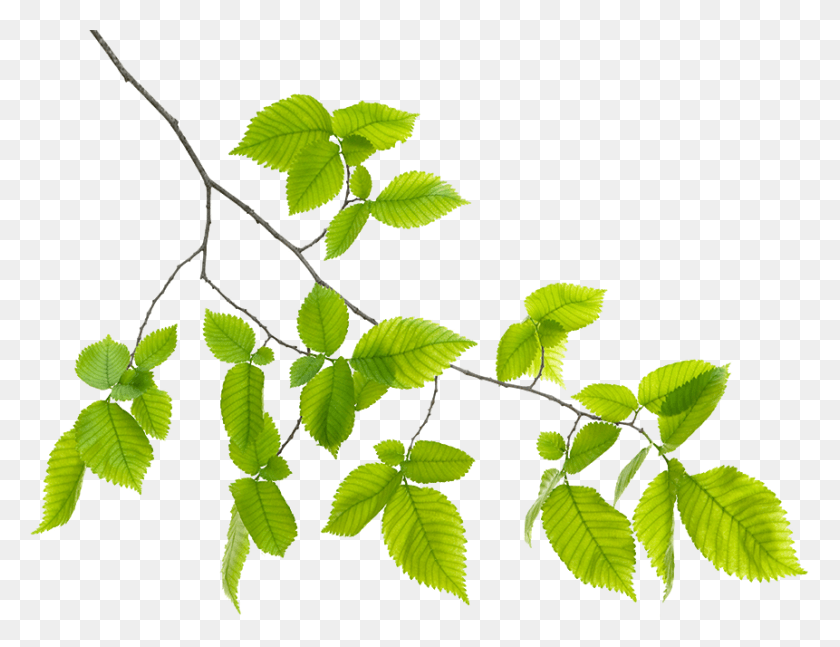 861x648 Зеленый Лист Ветвь, Зеленый, Лист, Растение Hd Png Скачать