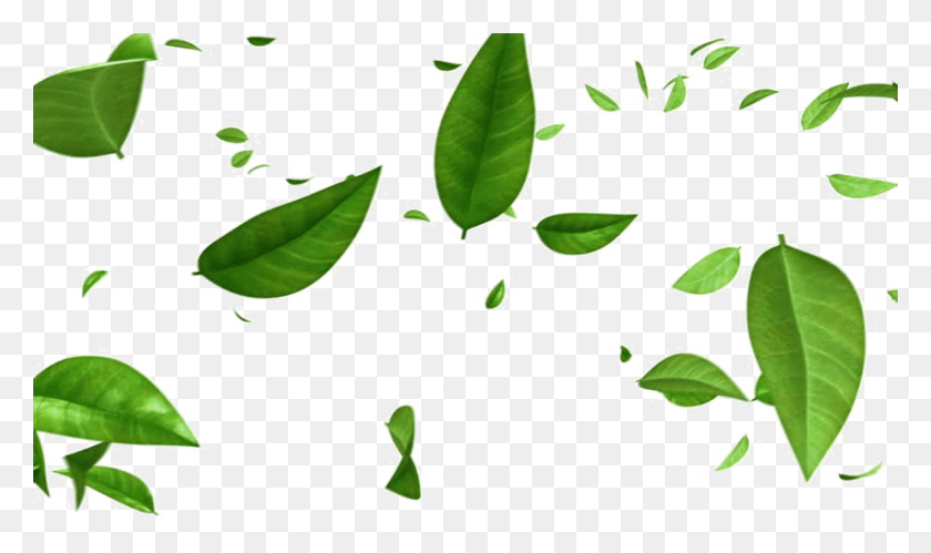 852x480 Зеленый Лист Зеленые Листья Падают Фон, Лист, Растение, Ваза Hd Png Скачать