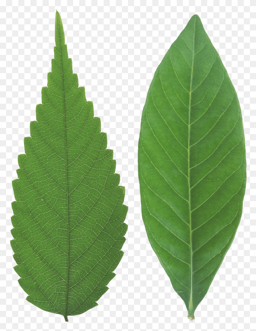 2019x2656 Green Leaf Leaf Texture HD PNG Download