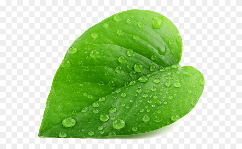 582x459 Descargar Png Hoja Verde Hoja Con Gota De Agua, Planta, Verde, Venas Hd Png