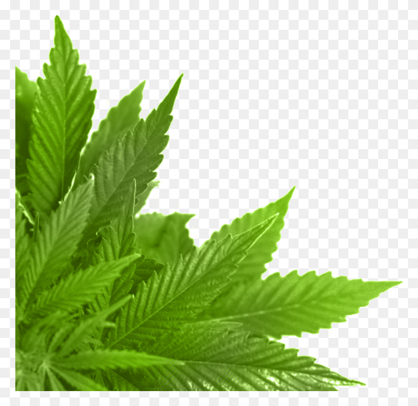 978x950 Green Leaf Marijuana Frame, Plant, Leaf, Weed HD PNG Download