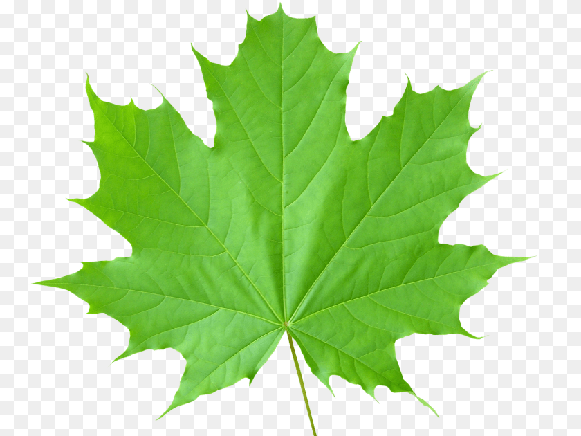 1600x1200 Green Leaves, Leaf, Plant, Tree, Maple Transparent PNG