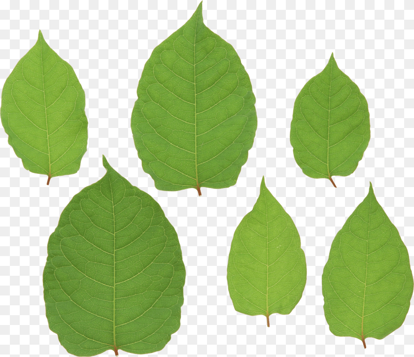 2204x1902 Green Leaves, Leaf, Plant, Tobacco Sticker PNG