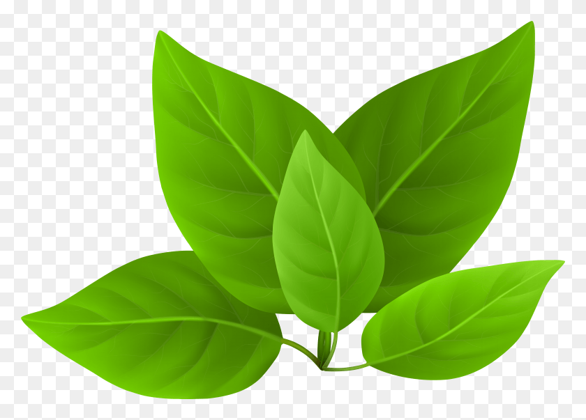 7901x5507 Green Leaves Clip Art Tree HD PNG Download