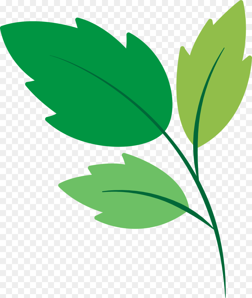 Green Leaves Clipart, Leaf, Herbal, Herbs, Plant Sticker PNG