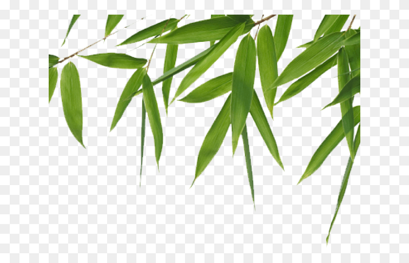 640x480 Green Leaves Clipart Bamboo Leave Free Bamboo, Plant, Leaf, Vegetation HD PNG Download