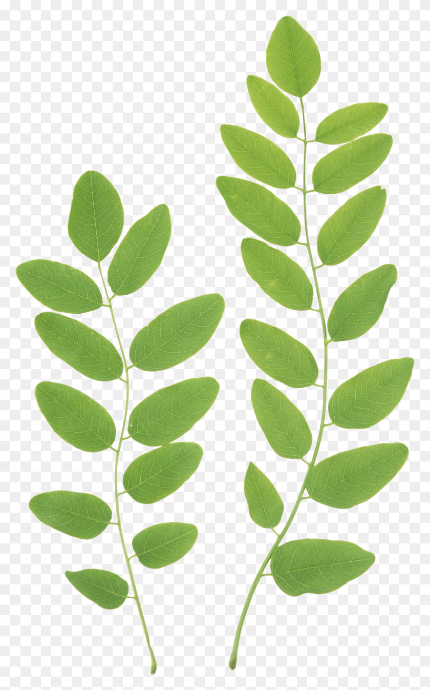 1591x2624 Green Leaves Clipart Green Leaves Transparent Background, Leaf, Plant, Texture HD PNG Download